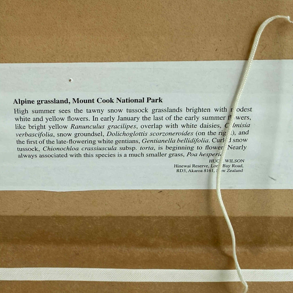 Set of Vintage NZ Alpine Botanical Prints By Hugh Wilson