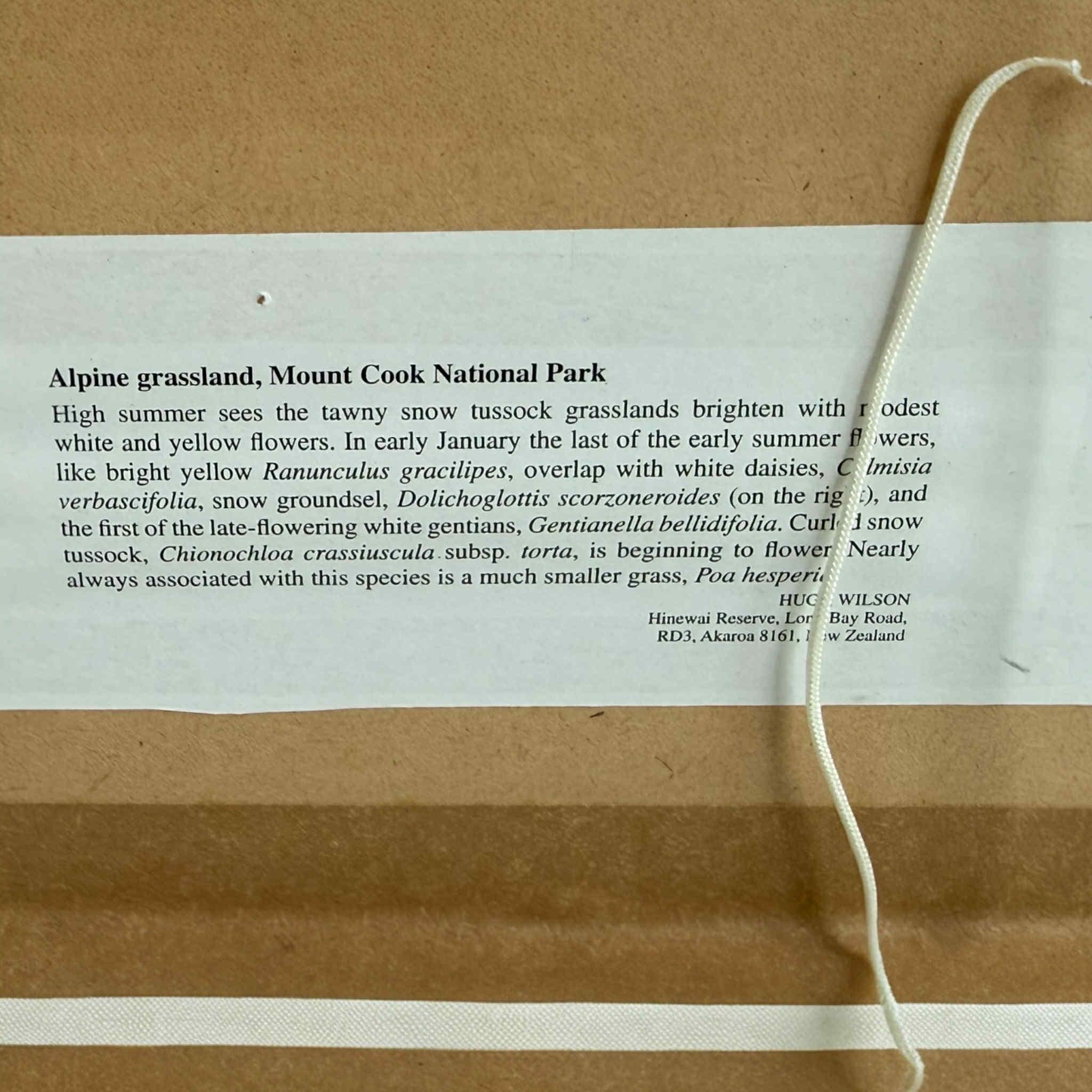 Set of Vintage NZ Alpine Botanical Prints By Hugh Wilson