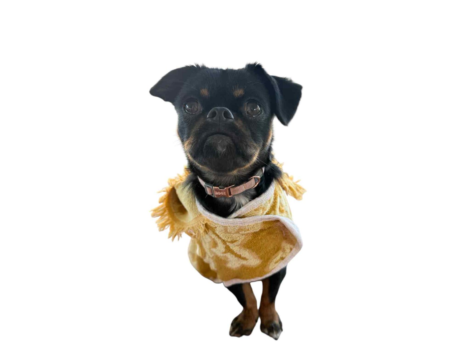 Retro Vintage Handmade Towelling Dog Jackets Small