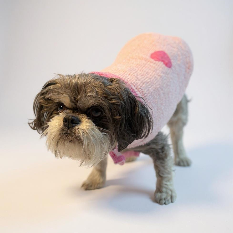 Small dog wearing a pink sweater with a heart on a white background
