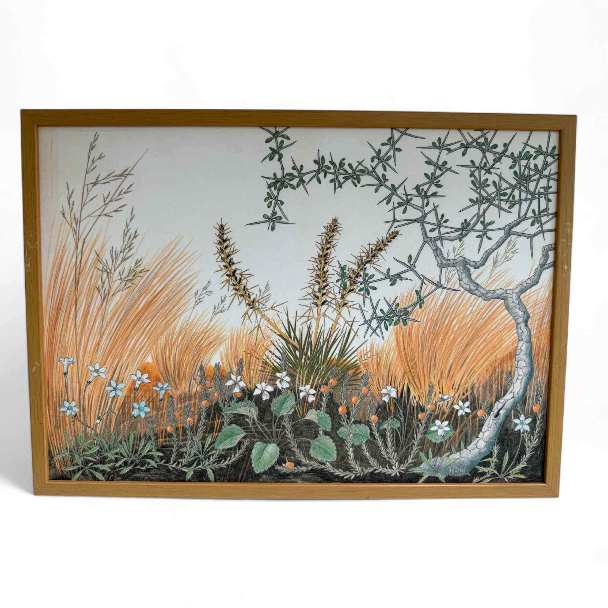 Set of Vintage NZ Alpine Botanical Prints By Hugh Wilson