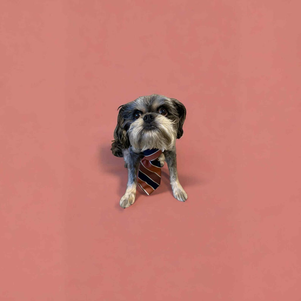 Recycled Pet Dog Ties