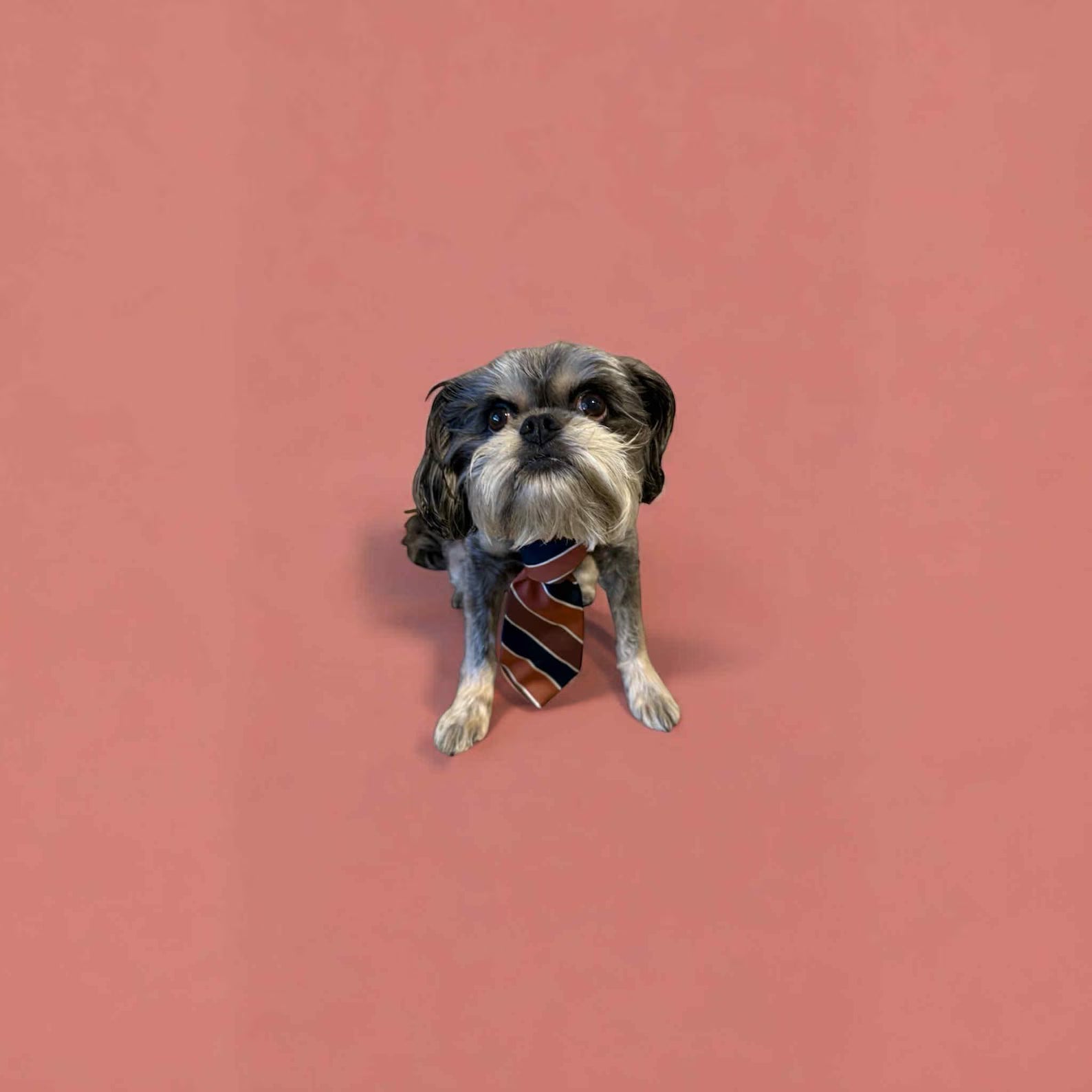 Recycled Pet Dog Ties