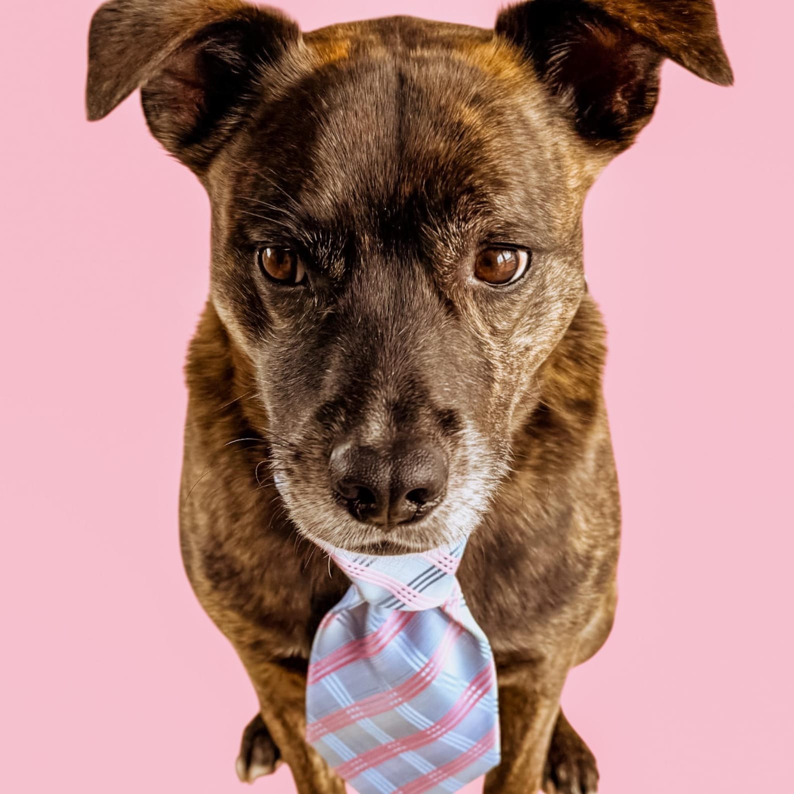 Recycled Pet Dog Ties