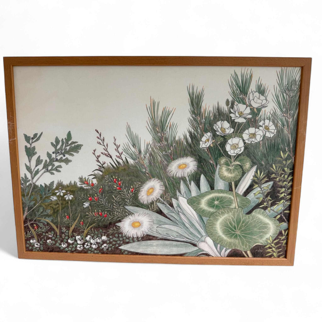Set of Vintage NZ Alpine Botanical Prints By Hugh Wilson