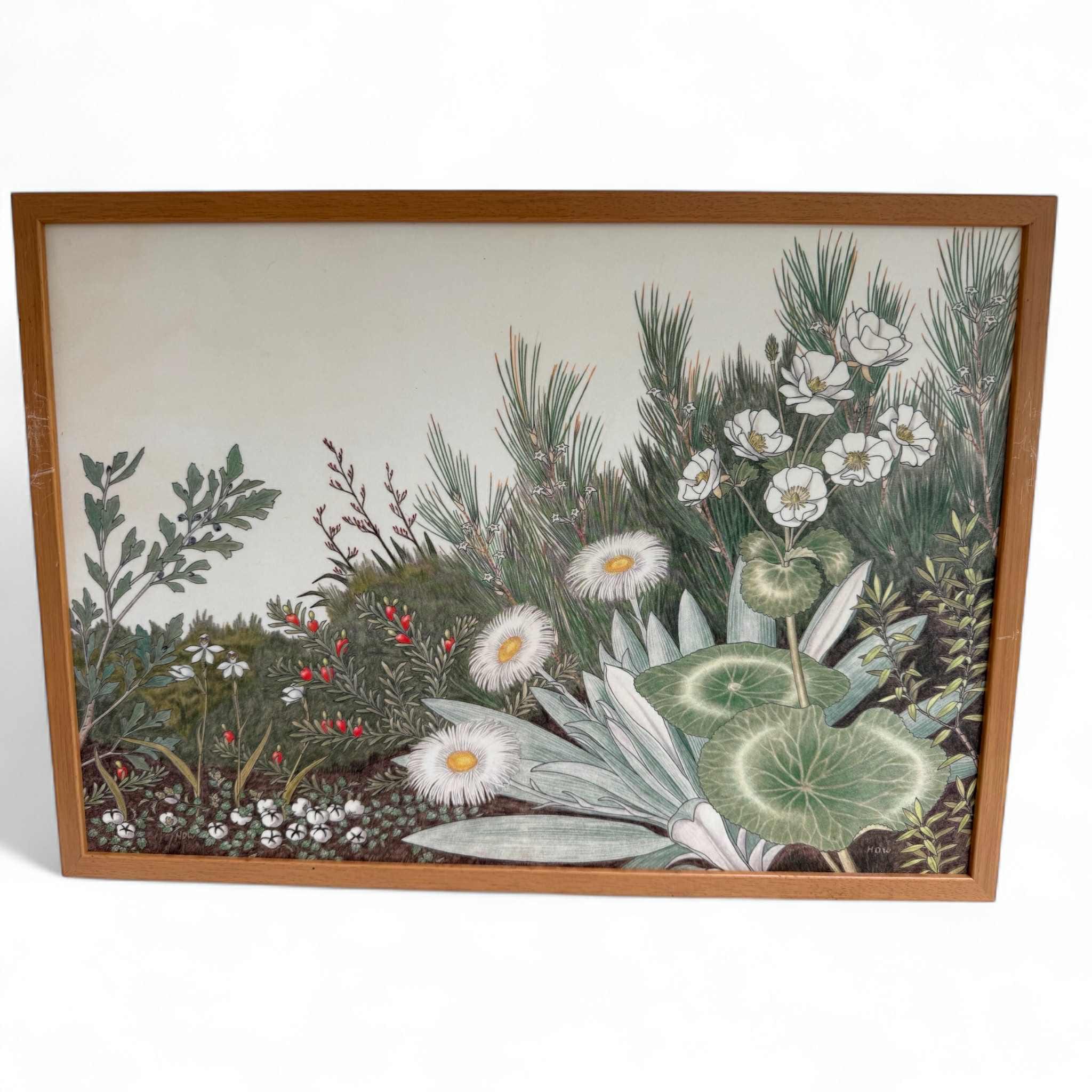 Set of Vintage NZ Alpine Botanical Prints By Hugh Wilson