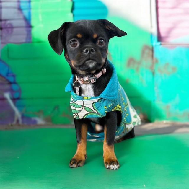 Upcycled Handmade Retro 60s Fabric Dog Jacket