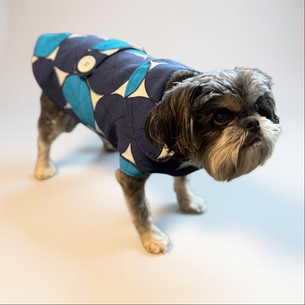 Small dog wearing a blue and white patterned coat on a light background