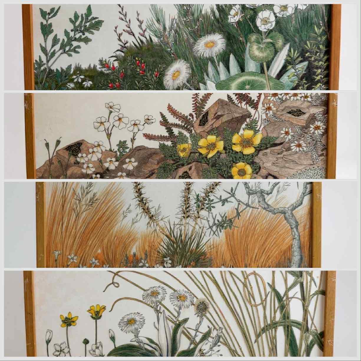 Set of Vintage NZ Alpine Botanical Prints By Hugh Wilson