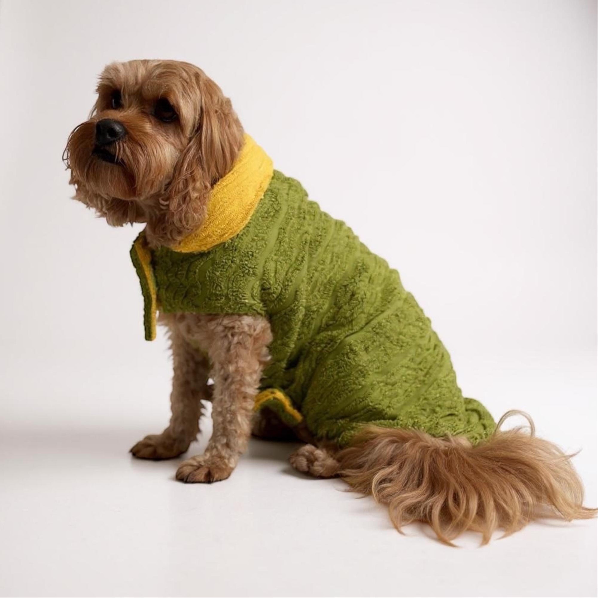 Dog wearing a green sweater with yellow trim on a white background