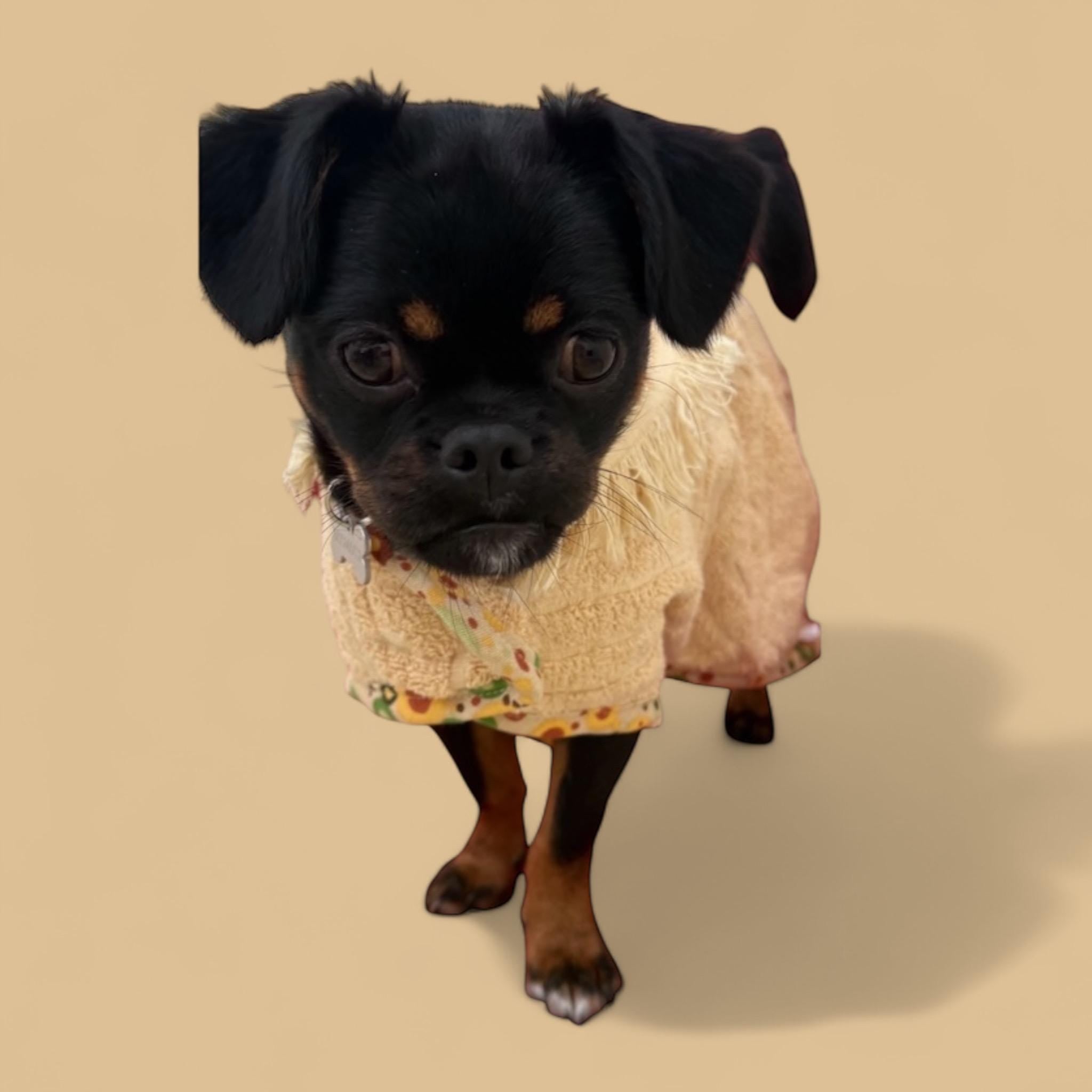 Retro Vintage Handmade Towelling Dog Jackets - Small