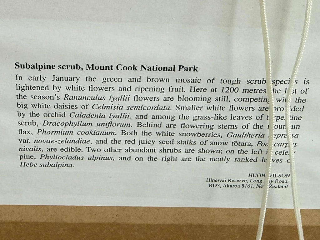 Set of Vintage NZ Alpine Botanical Prints By Hugh Wilson