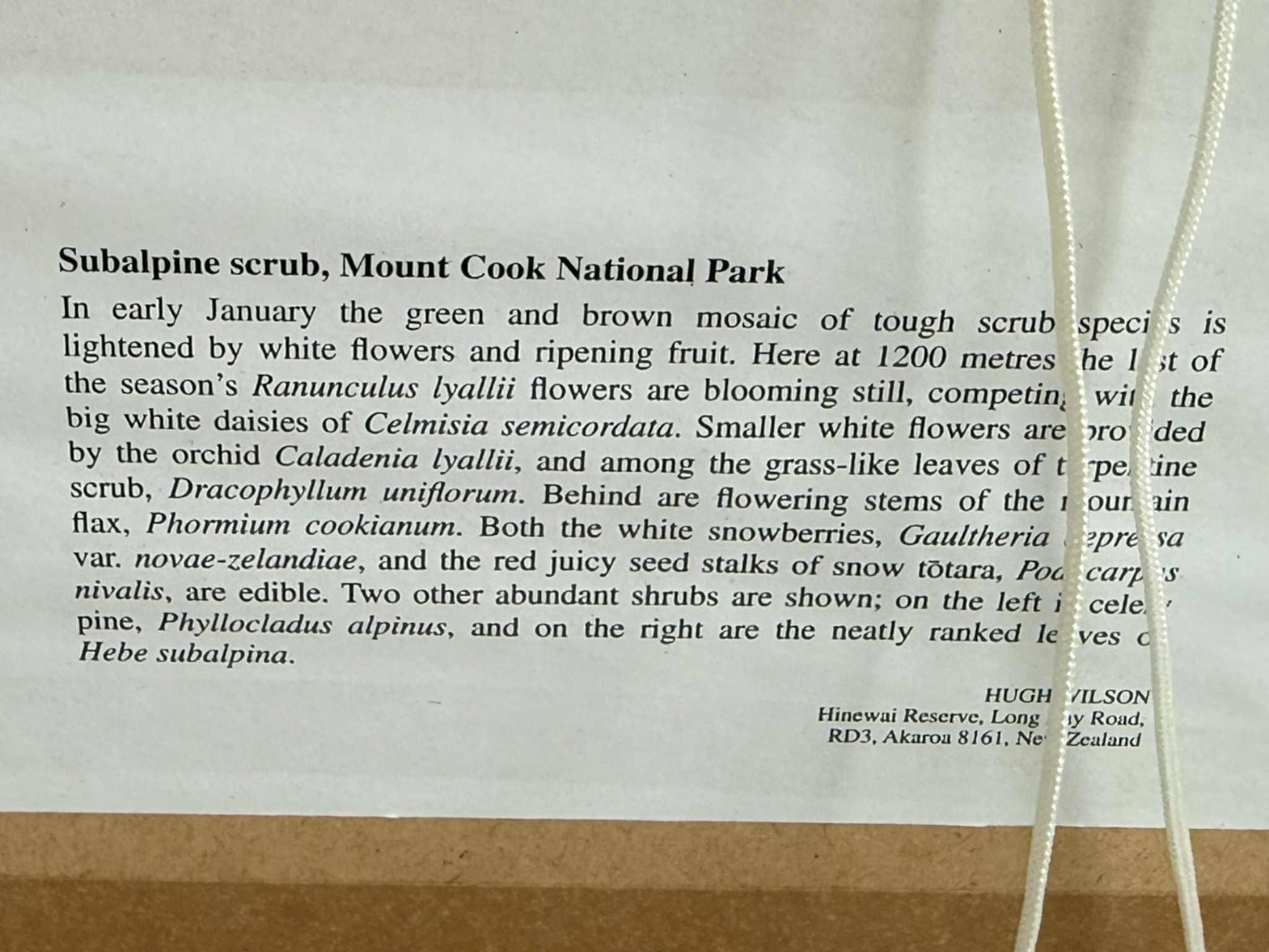 Set of Vintage NZ Alpine Botanical Prints By Hugh Wilson