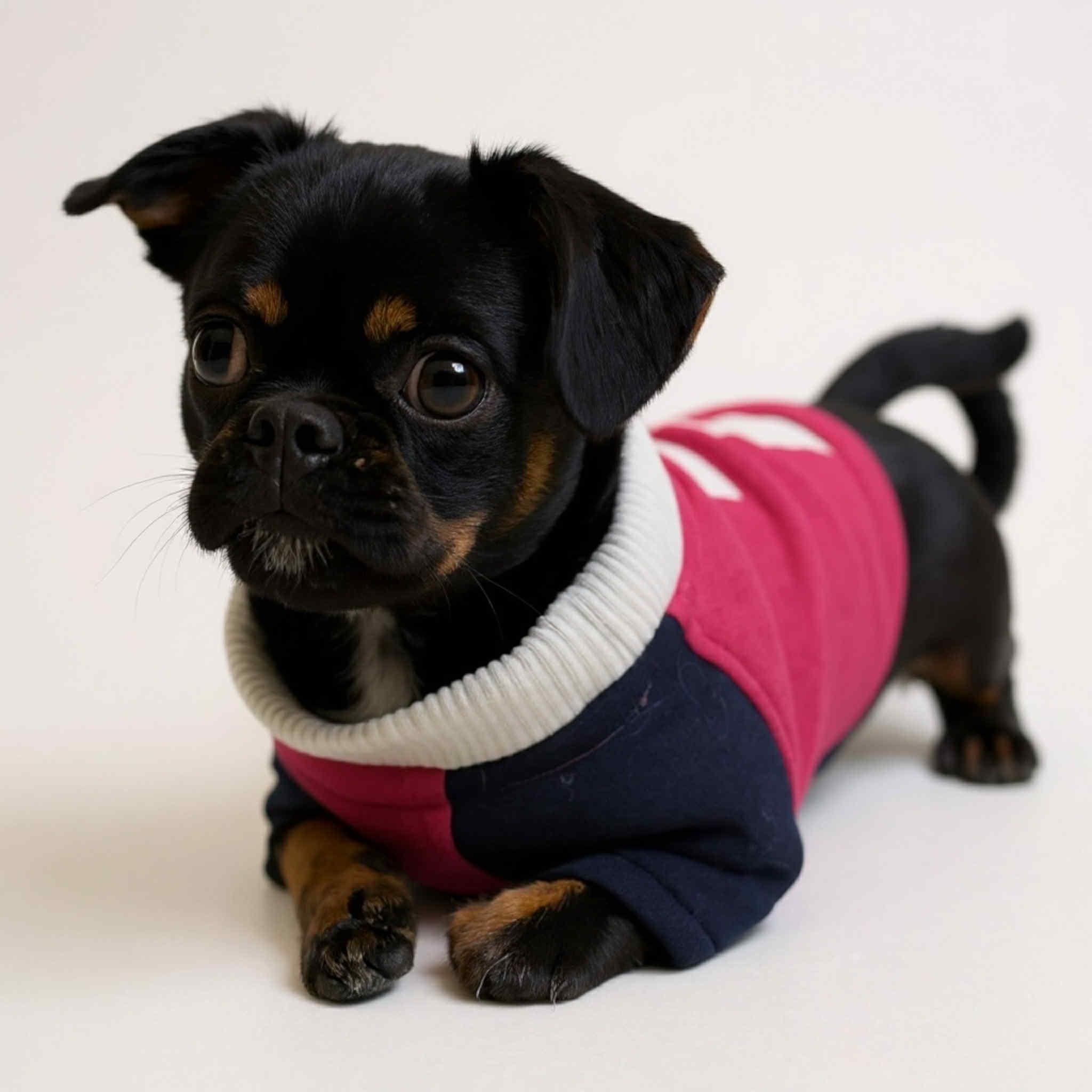 Recycled Dog Sweatshirt