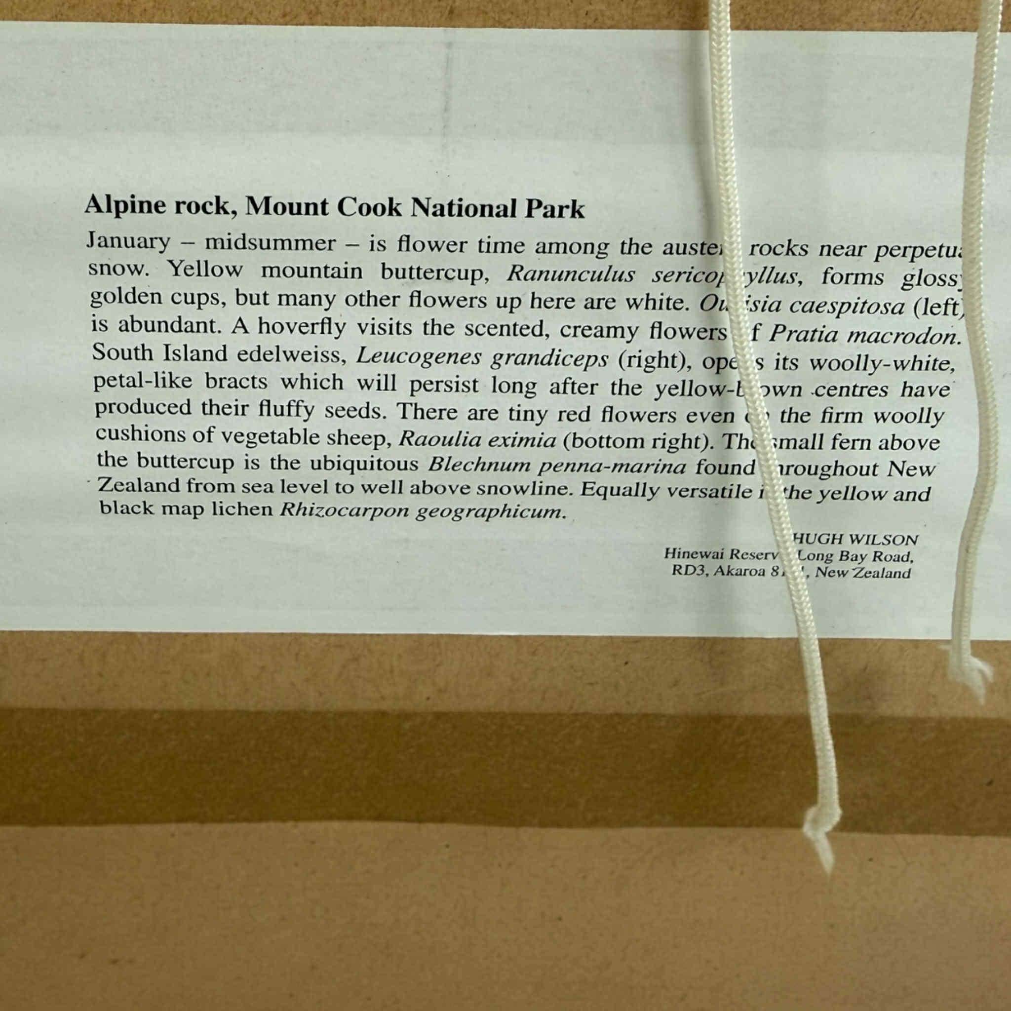 Set of Vintage NZ Alpine Botanical Prints By Hugh Wilson