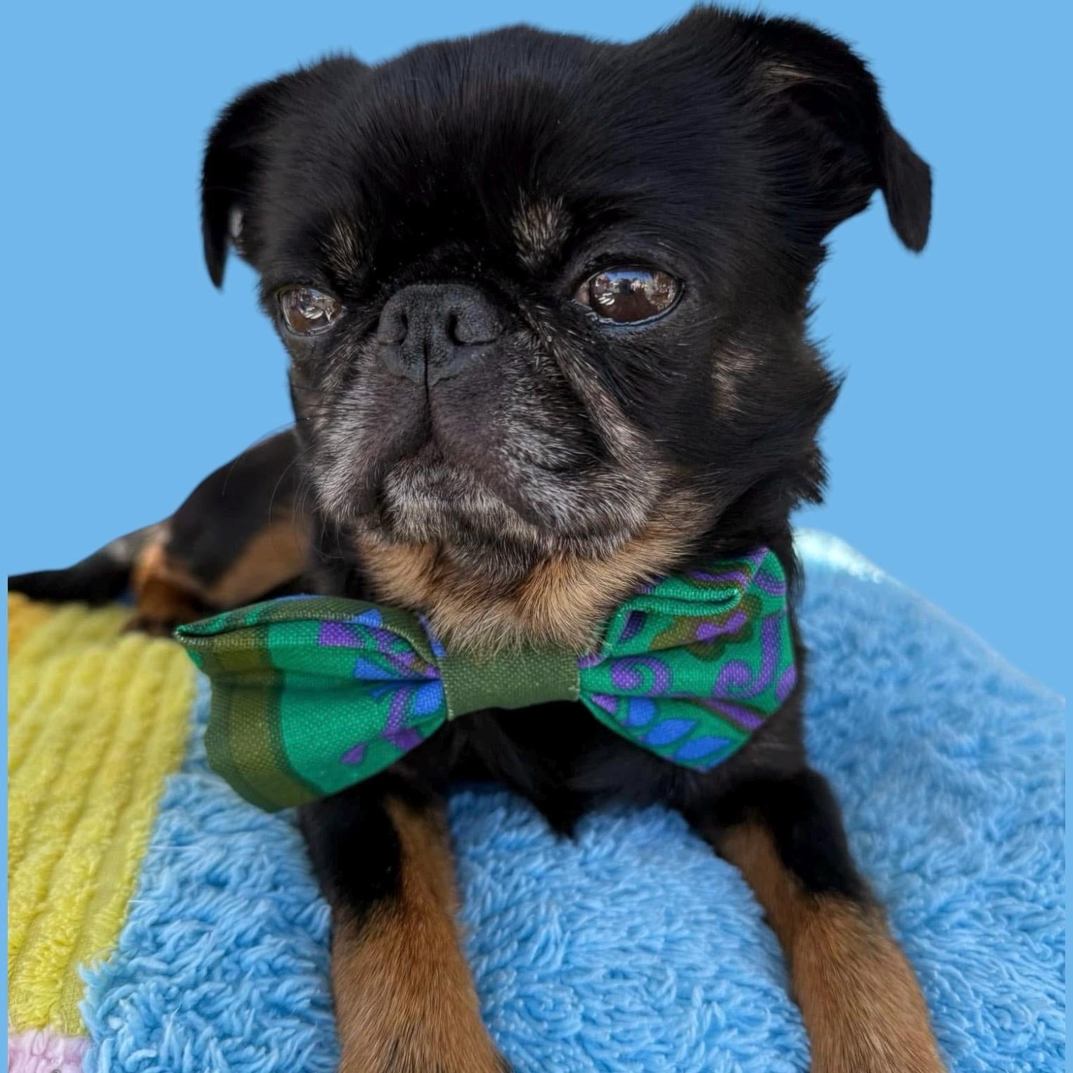 Handmade Dog Bow Tie