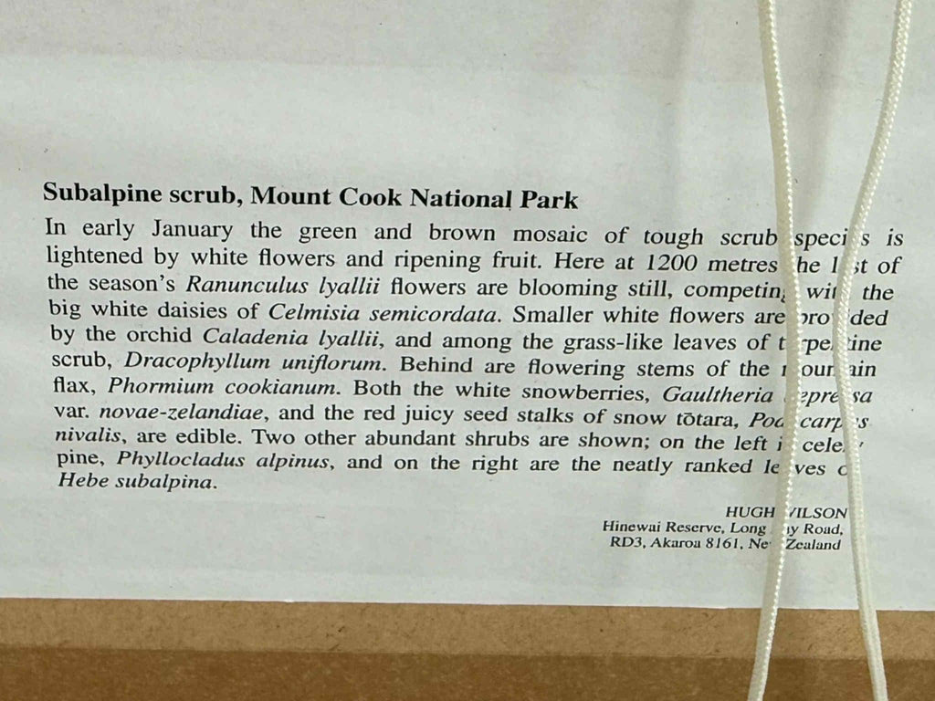 Set of Vintage NZ Alpine Botanical Prints By Hugh Wilson