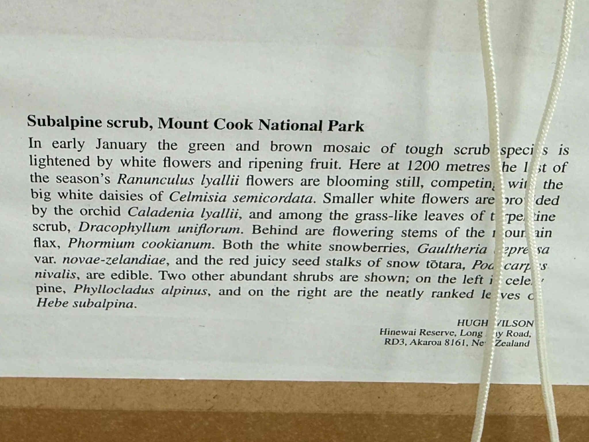 Set of Vintage NZ Alpine Botanical Prints By Hugh Wilson