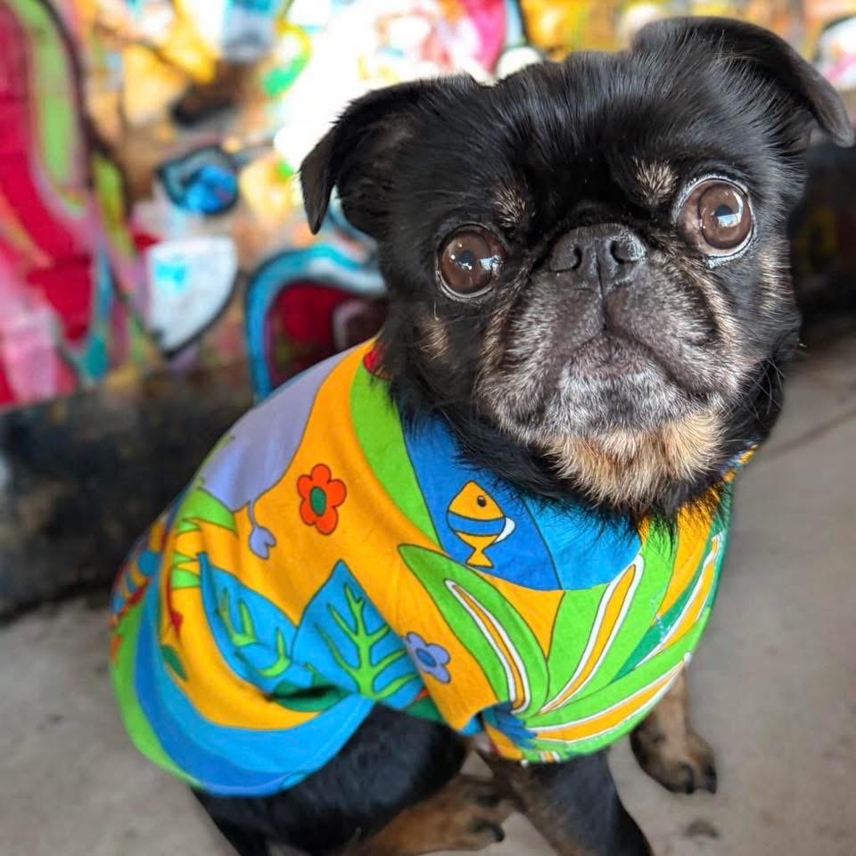 Upcycled Retro 60s Fabric Crochet Dog Jackets