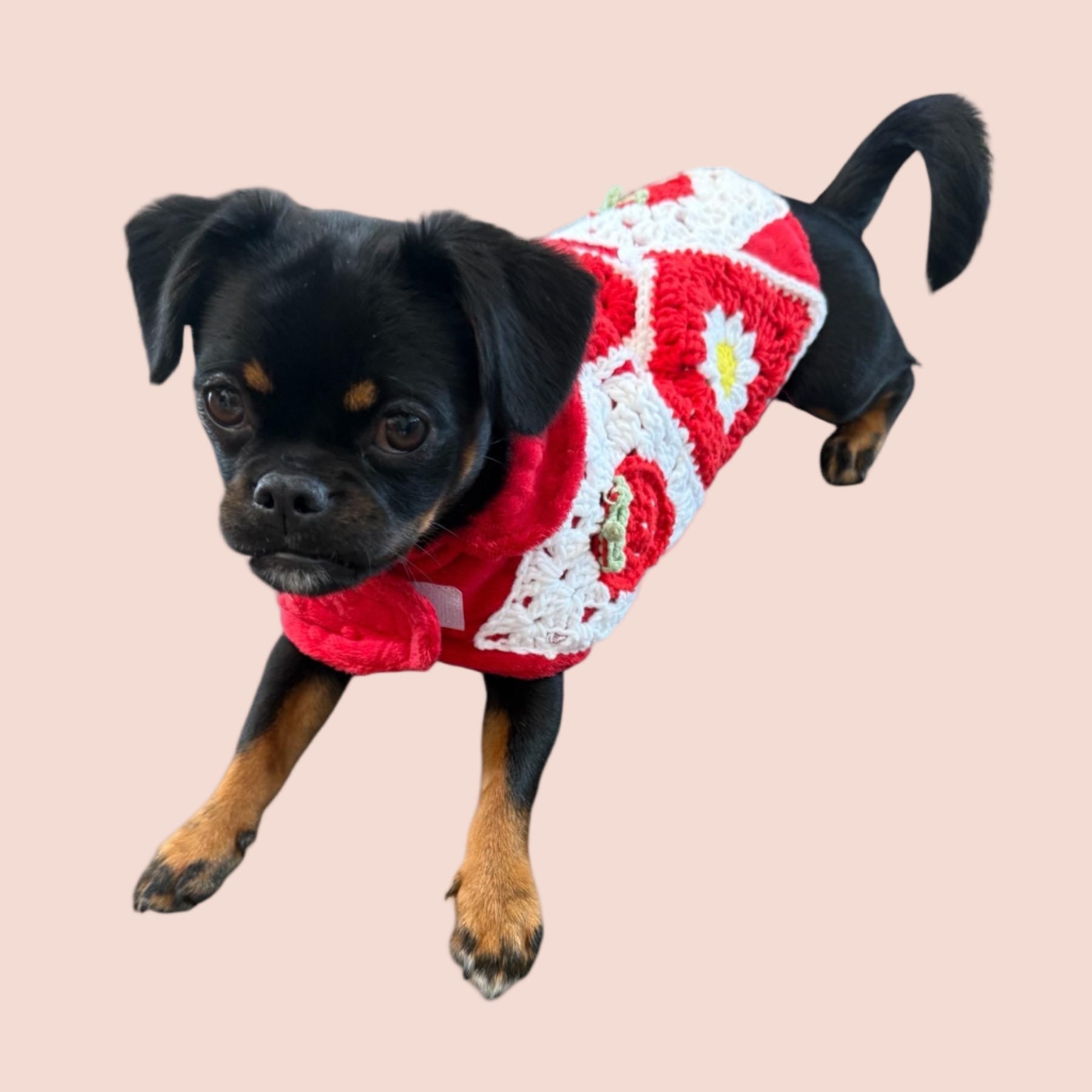 Small dog wearing a red and white patterned sweater on a white background