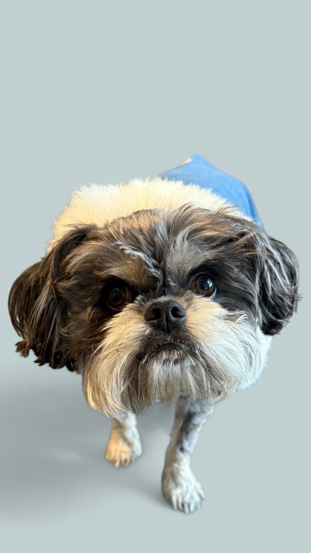 Upcycled Vintage Handmade Denim Dog Jacket - Medium