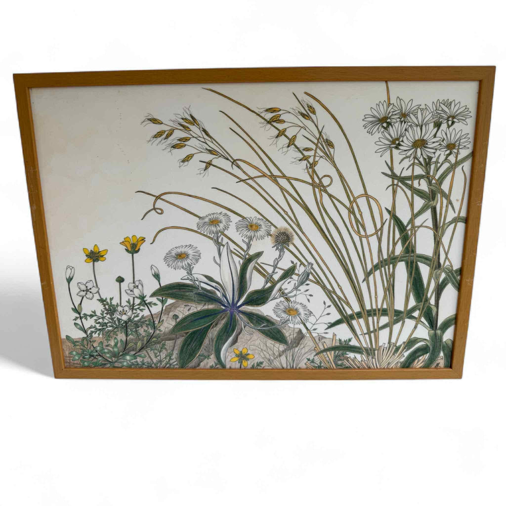 Set of Vintage NZ Alpine Botanical Prints By Hugh Wilson