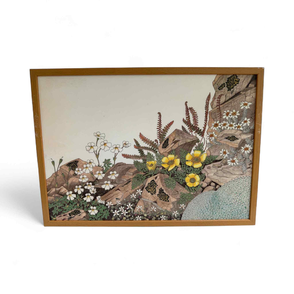 Set of Vintage NZ Alpine Botanical Prints By Hugh Wilson